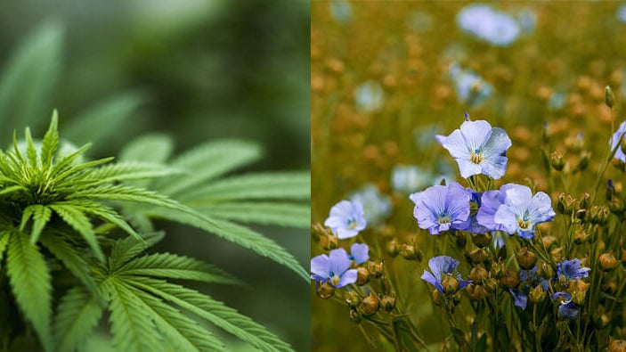 Hemp vs Linen