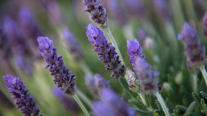 The benefits of lavender