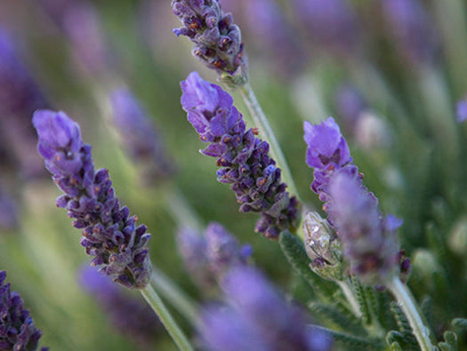 The benefits of lavender