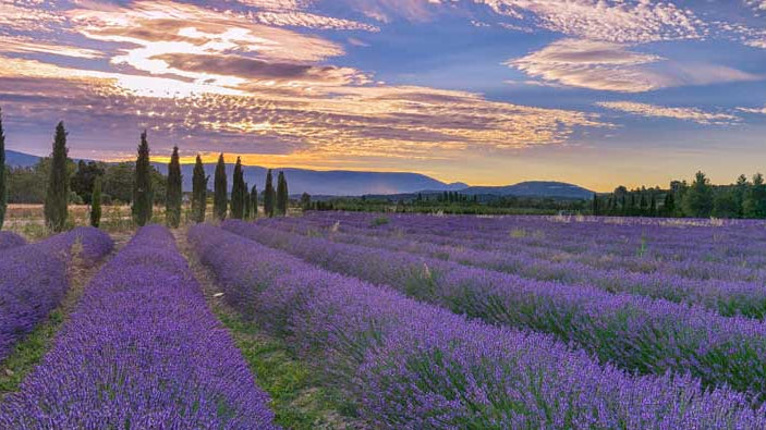 Provence Lavender
