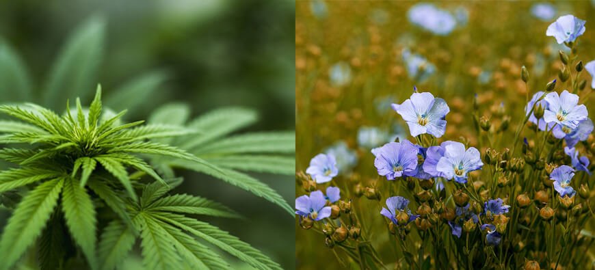 Hemp vs Linen