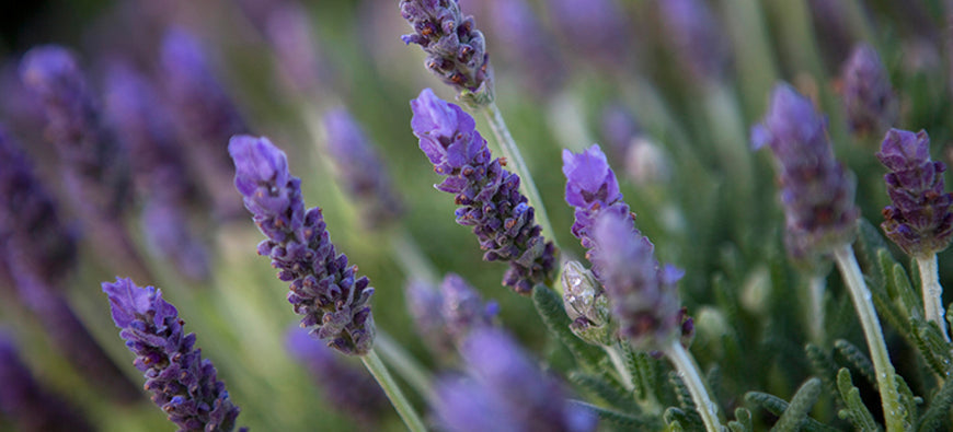 The benefits of lavender