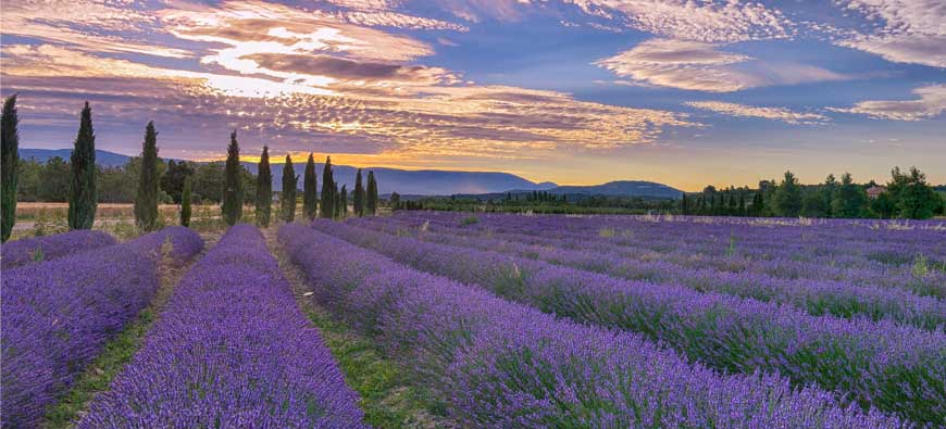 Provence Lavender