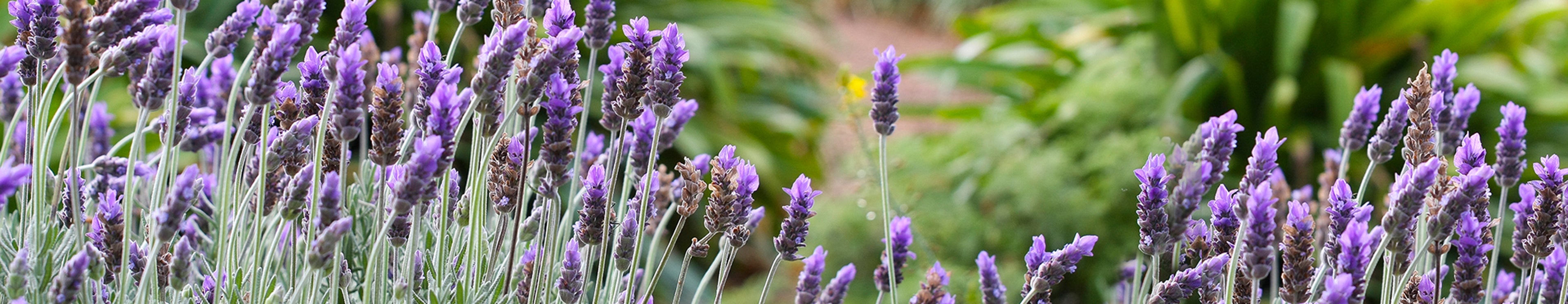 French Affair Testimonials